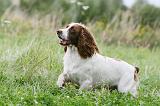 SPRINGER SPANIEL 087